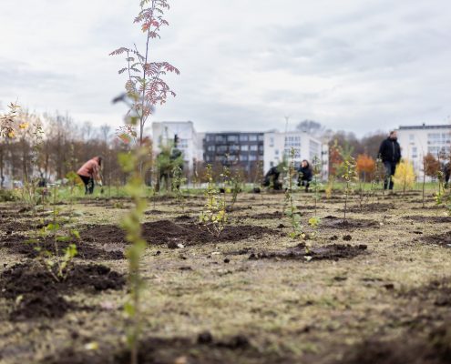 Biologinės įvairovės miškelio sodinimas